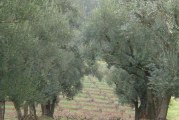 تصميم منهجية لإحصاء أشجار الزيتون باستخدام تقنيات الاستشعار عن بعد ونظام المعلومات الجغرافي بالتعاون مع المركز الوطني للاستشعار عن بعد في تونس
